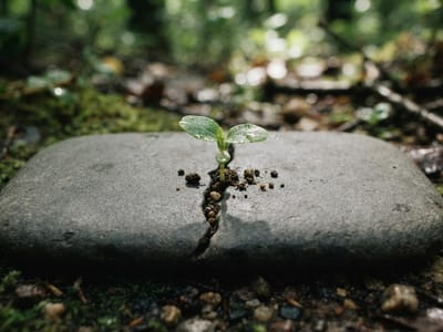 A small green seedling sprouting from a crack in a flat gray stone resting on the ground in a forest.